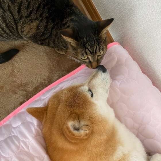 寄り添う犬と猫