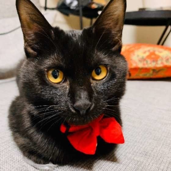 見つめる猫