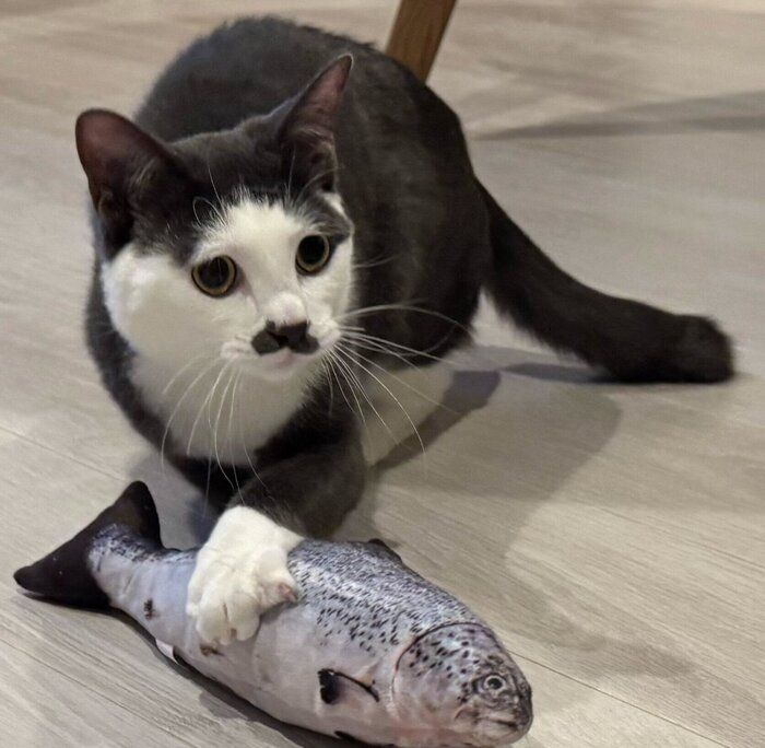 おもちゃで遊ぶプランスくん