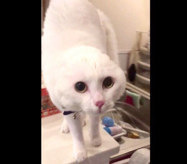 スクワットする飼い主さんを見て警戒するハク様