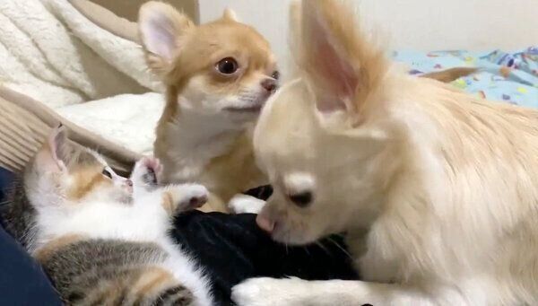 ものこちゃんのそばに集まるぶーちゃんとぜんちゃん