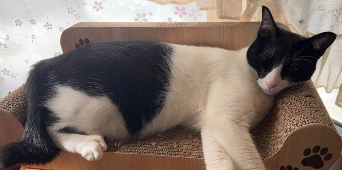 爪とぎの上で眠る猫