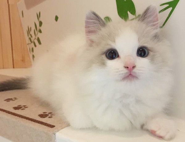 見つめる猫