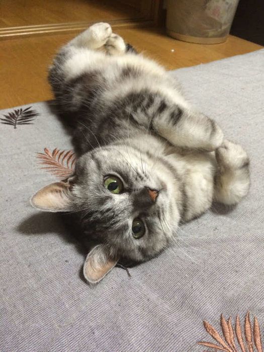 12才の女の子のアメショーです(=^ェ^=)