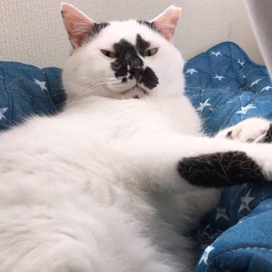 くつろぐMix猫