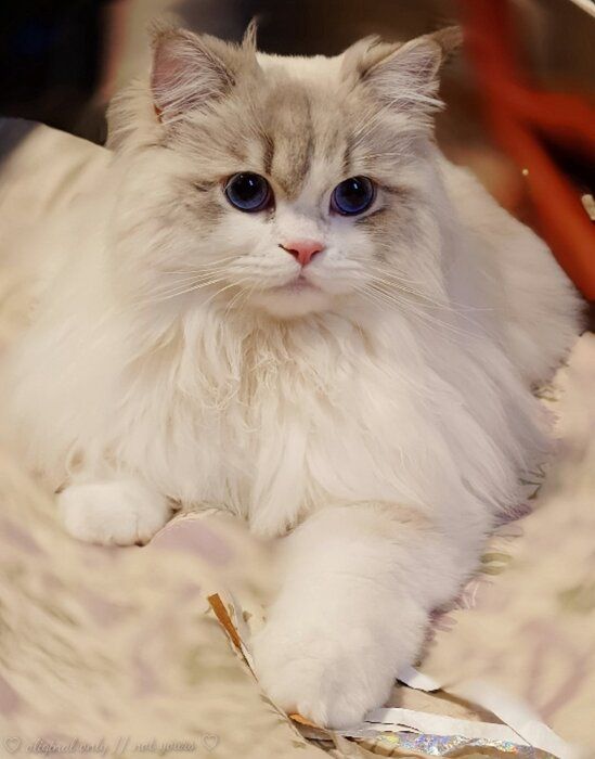 飼い主と一緒に遊ぶ猫