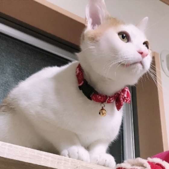 くつろぐ猫