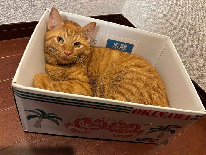 ダンボール箱の中に入る嵐くん