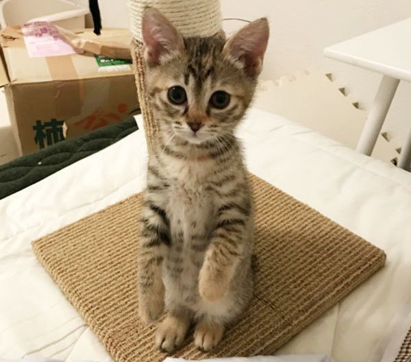 見つめる猫