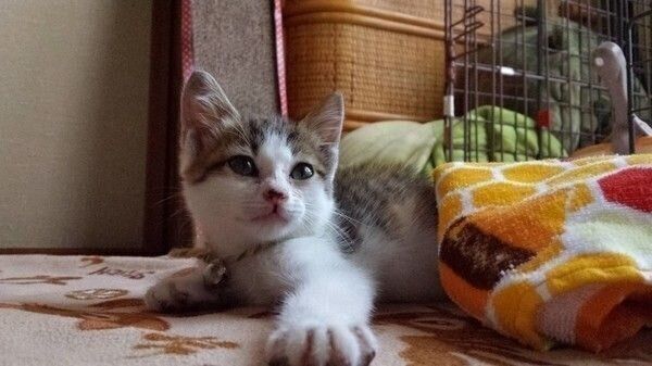 子猫