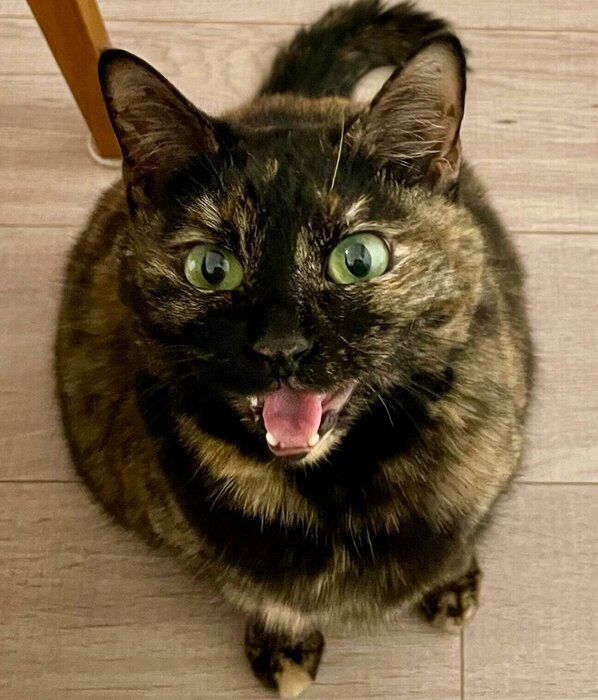 「かまってーーー！」と叫ぶりりちゃん