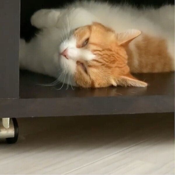 ギャップがすごい茶太くん