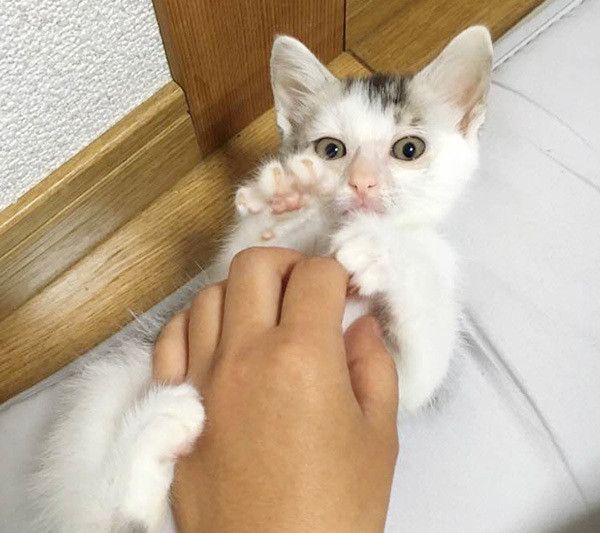 見つめる猫