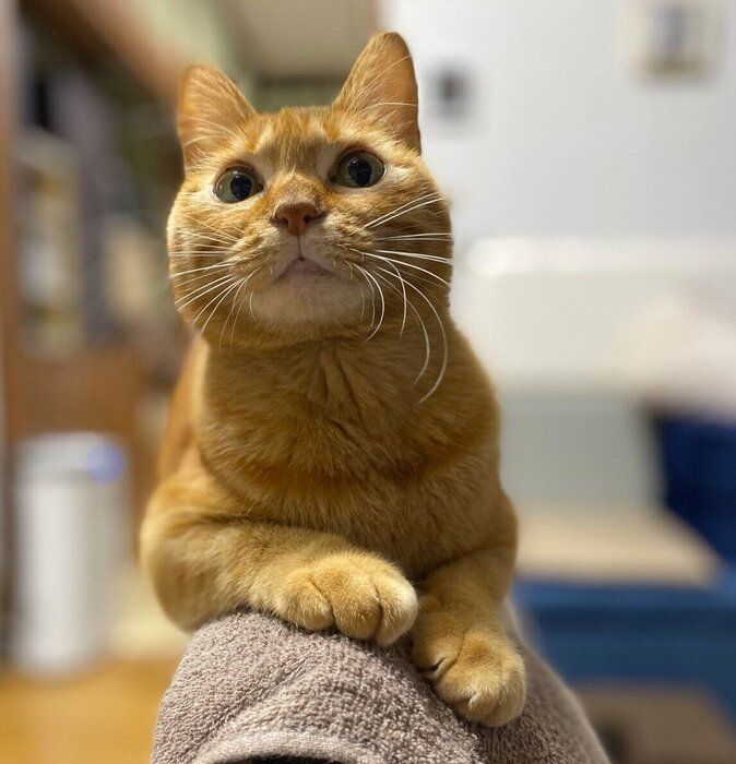 座椅子を使いこなすつぶちゃん