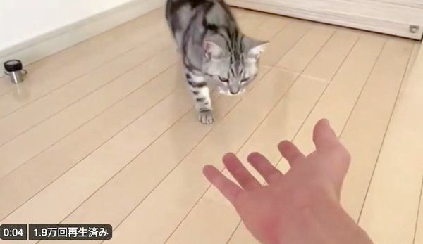 飼い主さんのほうに近づくアビーちゃん