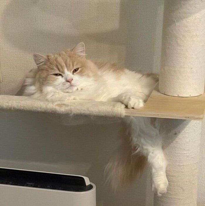 ゴハンを食べ終えて、キャットタワーでくつろぐねぎまくん