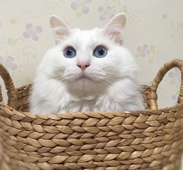 元保護猫・風ちゃん