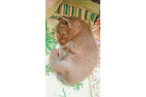眠る子猫