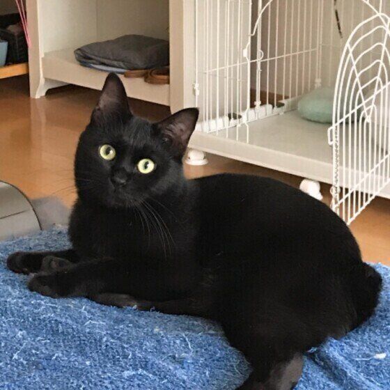 黒猫のジャックくん