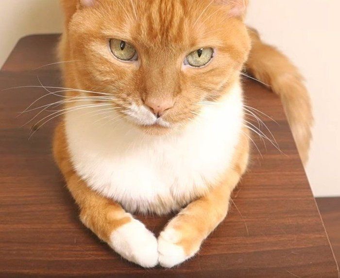 拝む猫