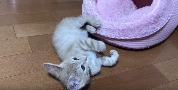 眠る猫
