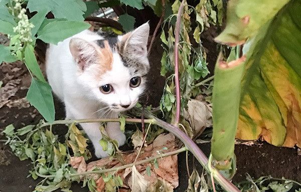 野性的な猫