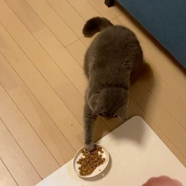 カリカリの食べ方が独特すぎるぺーちゃん