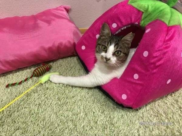 苺ハウスと猫