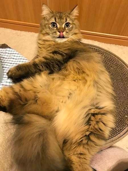 ブラッシング待ちの猫ちゃん
