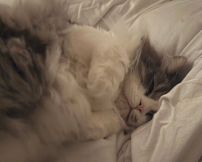 飼い主さんのベッドに来て甘えるたおくん