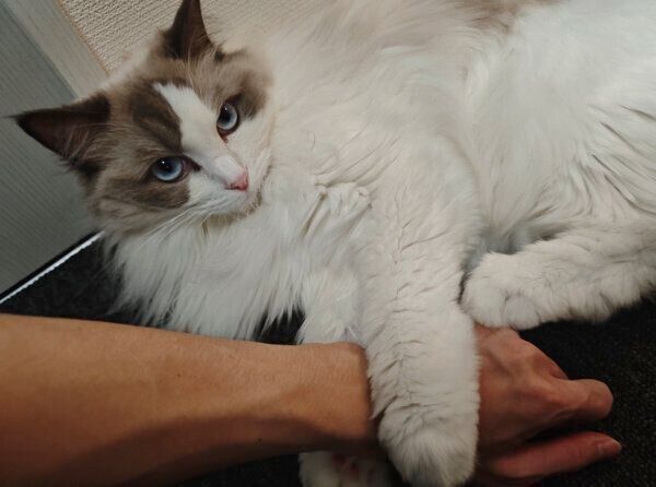 飼い主さんをぎゅっとするルーシーちゃん