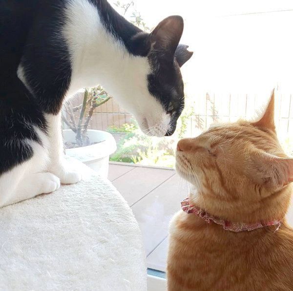 元保護猫・みちるちゃん