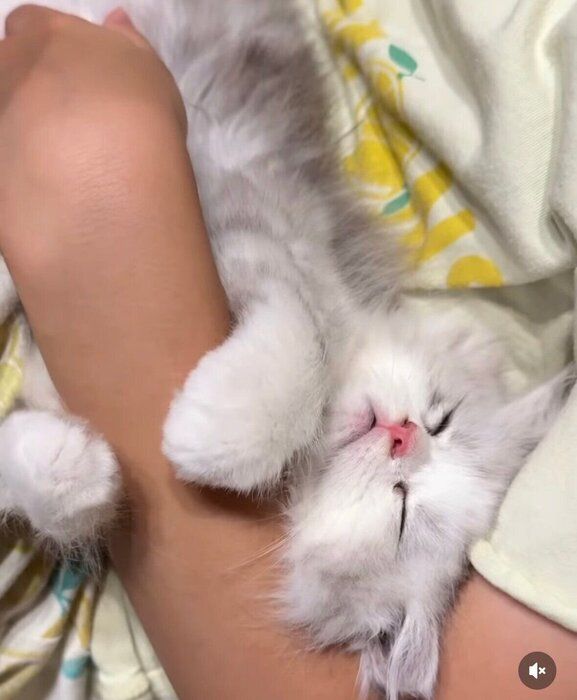 飼い主さんの娘さんの腕に抱きついたまま眠るぴふちゃん（撮影時、生後3カ月）。