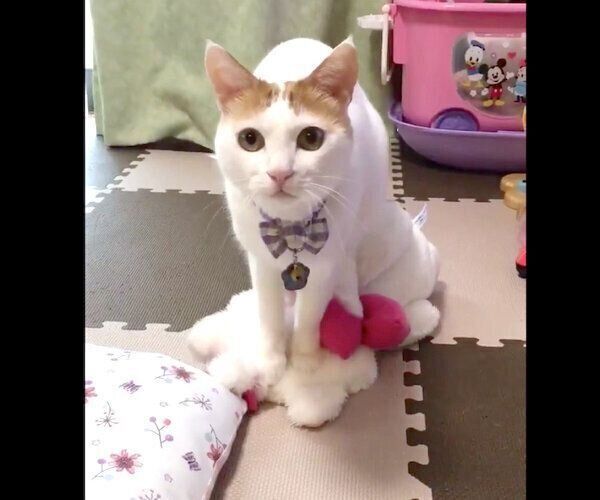 ぬいぐるみにふみふみするむぎちゃん