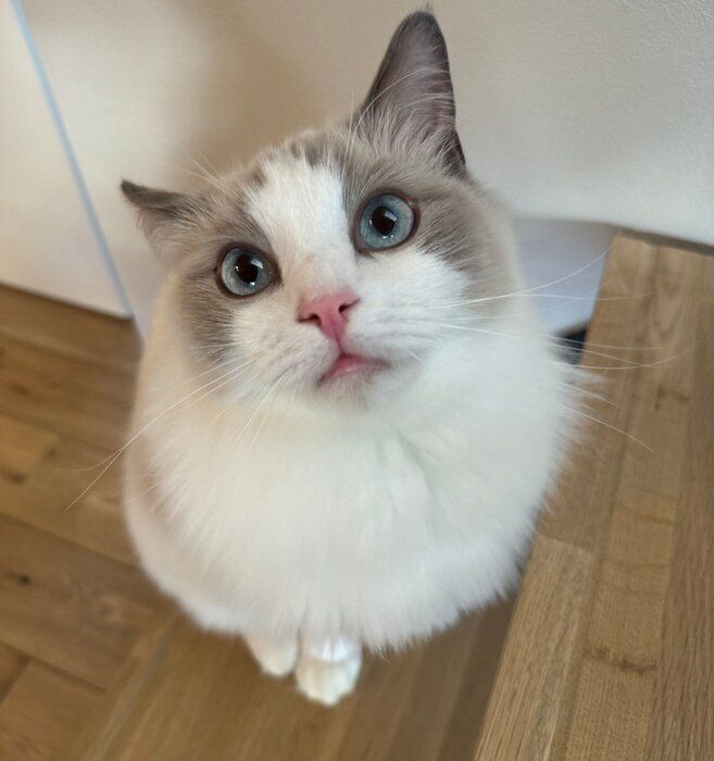 きゅるきゅるな瞳が可愛らしいニコくん。