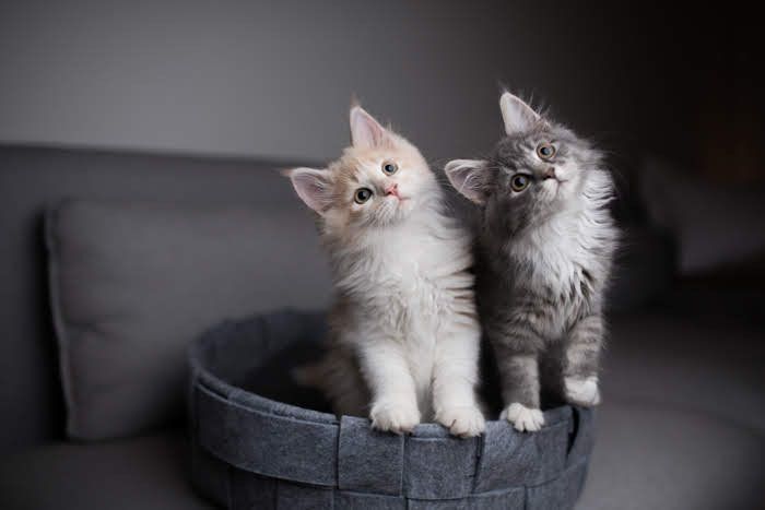 首をかしげる子猫たち