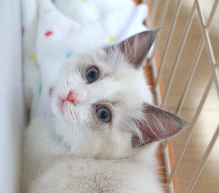 飼い主さんの家に来たばかりのころのミントくん