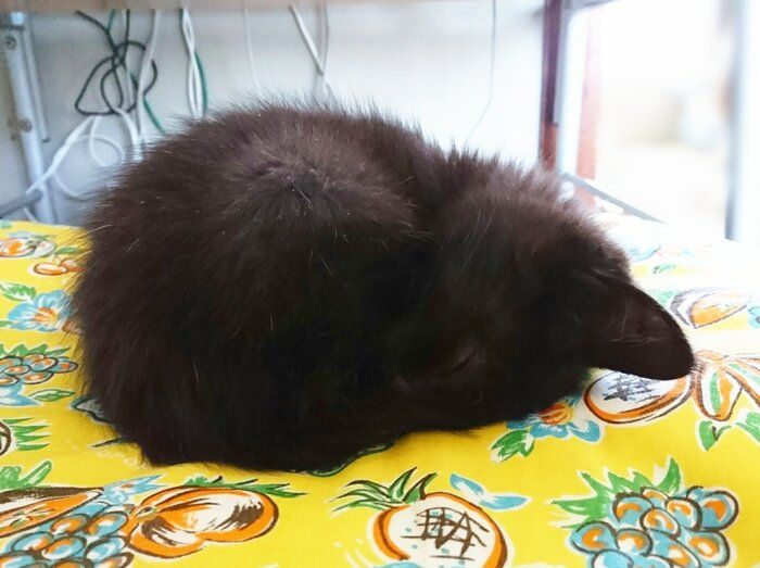 失敗される猫 I've been working on an emergency video since early morning