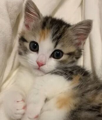 かわいすぎ!りんちゃん