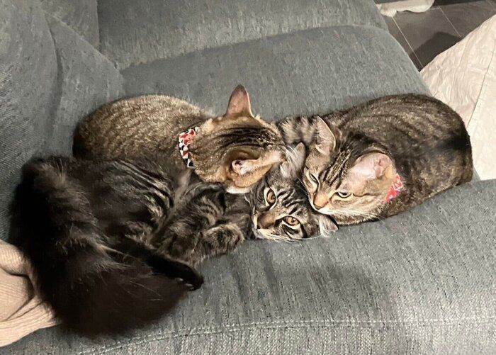 「猫団子」をする3匹