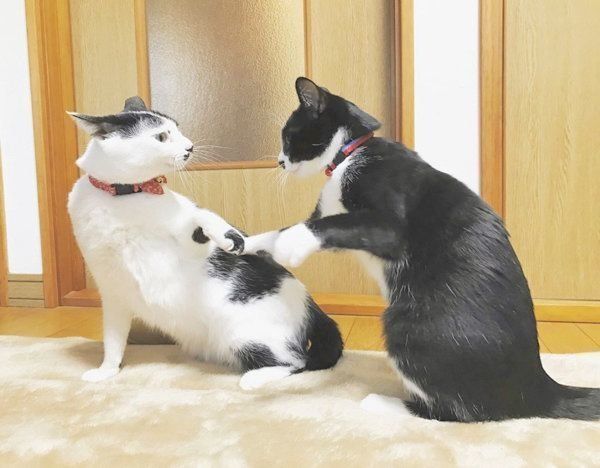 おヒゲがチャームポイントの元保護猫・ランちゃんとレイちゃん