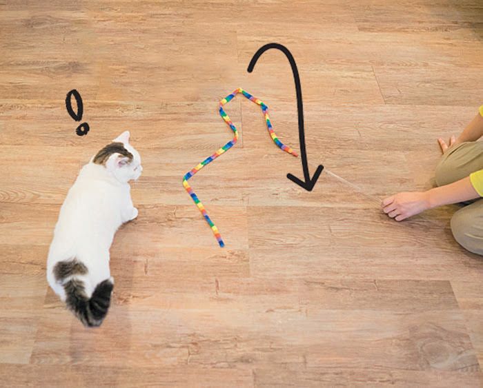 ニョロニョロで遊ぶ猫1