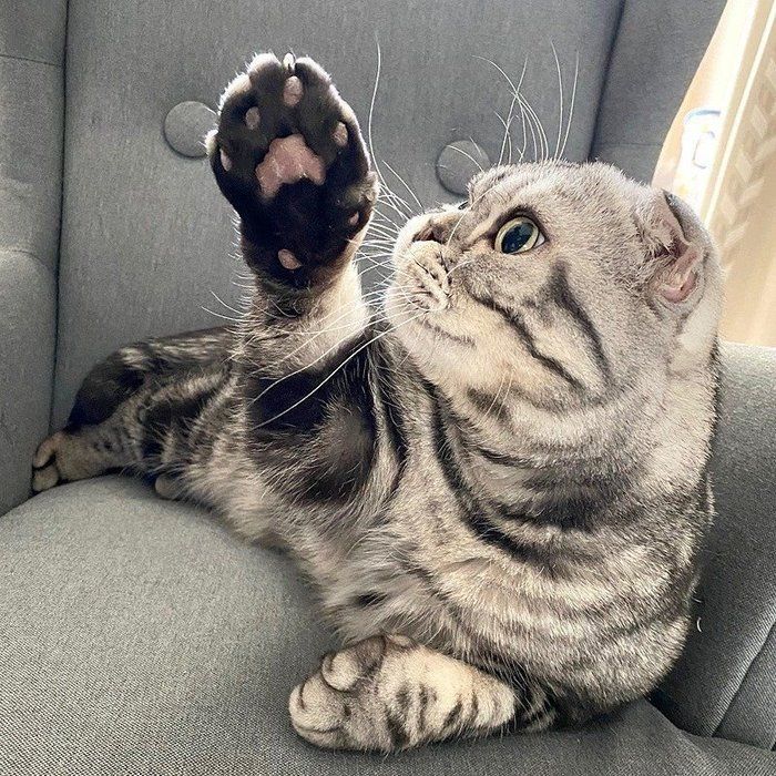 @tacos_cat