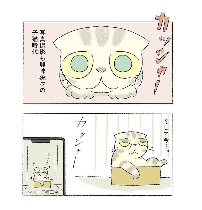 @tacos_cat