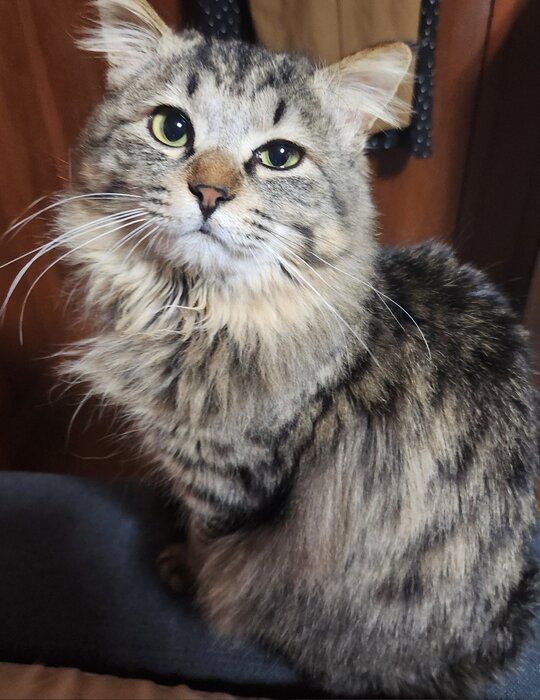 大きく成長した猫