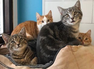 猫が大集合!