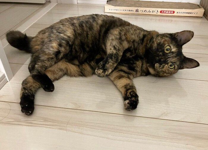 転がるフレアちゃん。