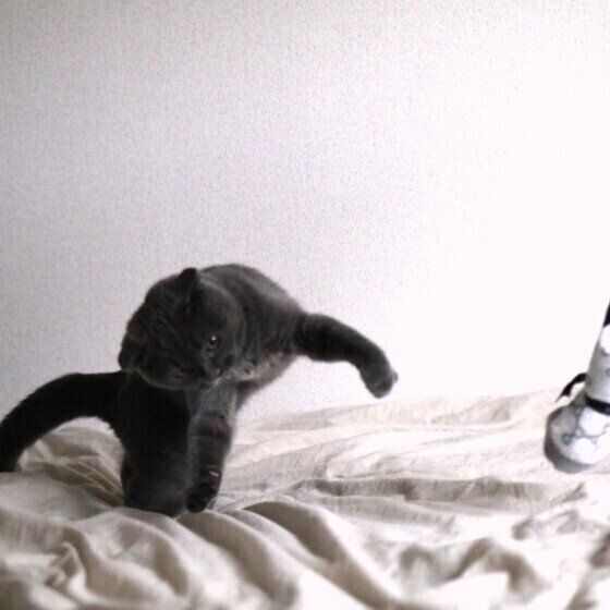 シモンくんの猫パンチ