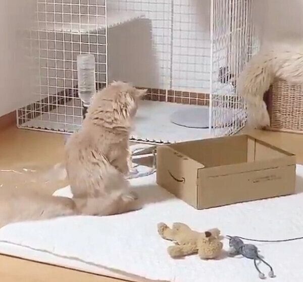 ダンボールを見つめるにこちゃん