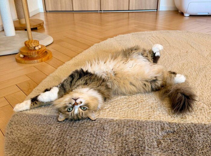 寝転がるみぬ次郎くん